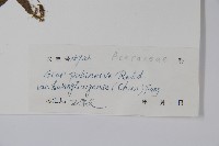 廣東毛脈槭藏品圖，第2張