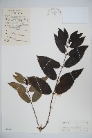 大花忍冬藏品圖，第1張