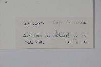 大花忍冬藏品圖，第2張