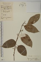 哥蘭葉藏品圖，第1張