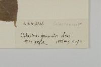 哥蘭葉藏品圖，第3張