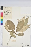 裡白巴豆藏品圖，第1張