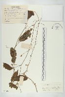 絞股藍藏品圖，第1張