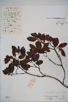 高山莢迷藏品圖，第1張