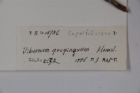 高山莢迷藏品圖，第2張