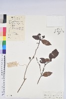 溪畔杜鵑花藏品圖，第1張