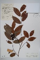 野獨活藏品圖，第1張