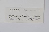 野獨活藏品圖，第2張