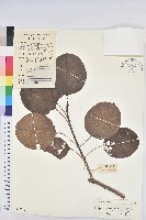 圓葉烏臼藏品圖，第1張