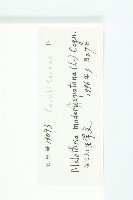 倒吊金鐘、天花藏品圖，第3張