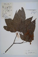 粗柄槭藏品圖，第1張