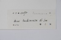 粗柄槭藏品圖，第2張