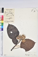 石栗藏品圖，第1張