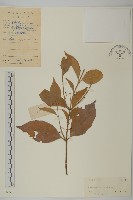 大丁黃藏品圖，第1張