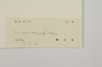 大丁黃藏品圖，第3張