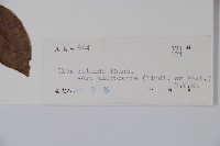 細果鐵冬青藏品圖，第2張