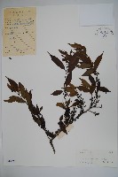 密毛假黃楊藏品圖，第1張