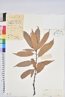 登錄號:S040532藏品圖，第1張