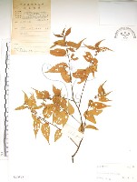 銳葉山黃麻藏品圖，第1張