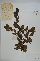 鼠李冬青、滿樹星藏品圖，第1張