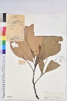 黧蒴栲藏品圖，第1張