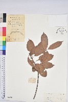 後大埔石櫟、煙斗柯藏品圖，第1張