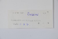 東方野扇花藏品圖，第2張