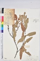 火燒柯、栲樹藏品圖，第1張