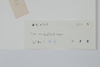 凹葉冬青藏品圖，第2張