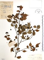 燈稱花、烏雞骨藏品圖，第1張