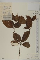 草珊瑚、紅果金粟蘭藏品圖，第1張