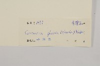 草珊瑚、紅果金粟蘭藏品圖，第3張