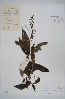 擬馬偕花、白接骨藏品圖，第1張