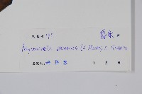 擬馬偕花、白接骨藏品圖，第2張