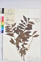 紅毛饅頭果藏品圖，第1張