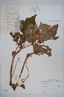 裂葉秋海棠藏品圖，第1張