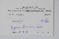 裂葉秋海棠藏品圖，第2張