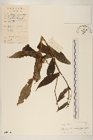 平臥三七草藏品圖，第1張