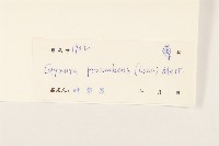 平臥三七草藏品圖，第3張