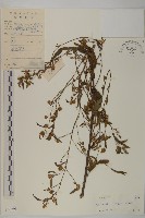 細川氏天名精藏品圖，第1張