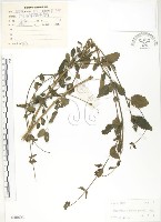 灰葉蕕藏品圖，第1張