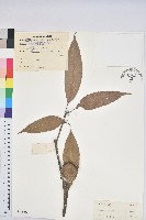 後大埔石櫟、煙斗柯藏品圖，第1張