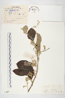 鈍葉朝顏藏品圖，第1張