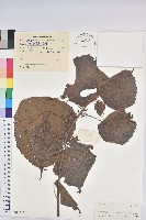 中平樹藏品圖，第1張