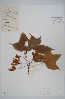 登錄號:S040617藏品圖，第1張