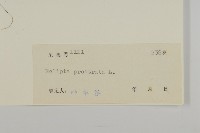 鱧腸藏品圖，第3張