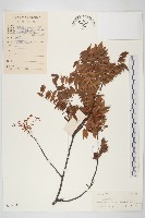 紅葉藤藏品圖，第1張