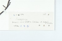 紅葉藤藏品圖，第3張