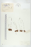 金錢草、錦地羅藏品圖，第1張