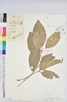 狗骨仔藏品圖，第1張